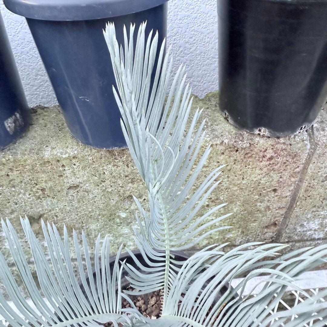 綺麗な赤肌 サイカス カイルンシアナサイズM+ 希少 観葉植物