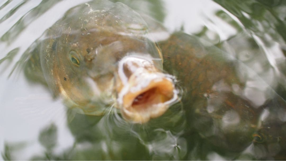 Olympus PEN lite e-pl5ミラーレス一眼カメラ M.Zuiko