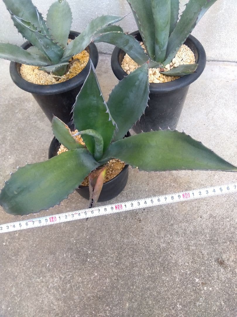 アガベ　アトロビレンス　ミラビリス　カキコ　3株セット❗　き