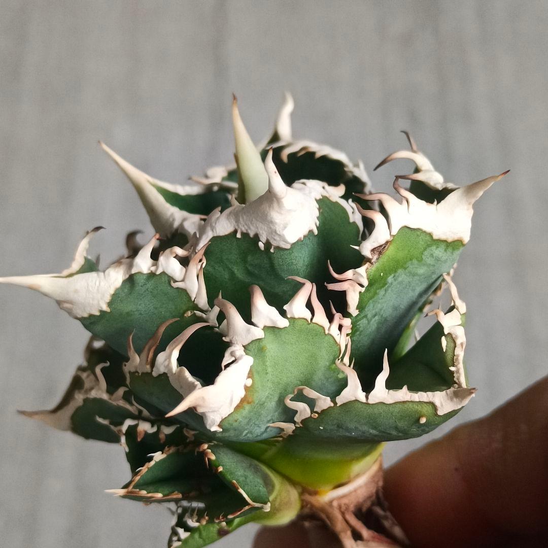 A032 特選 アガベチタノタ 大白鯊 強狂棘 極上白鋸歯 極上優良株 子株付