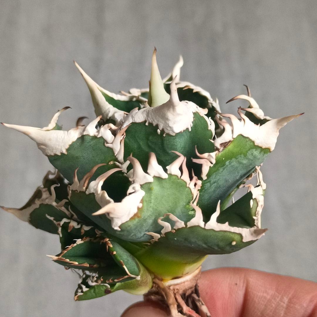 A032 特選 アガベチタノタ 大白鯊 強狂棘 極上白鋸歯 極上優良株 子株付
