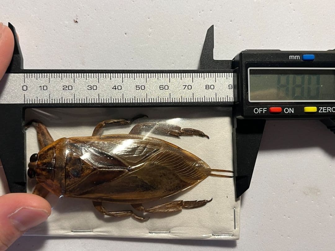 【88mm】タイワンタガメ標本 コオイムシ水生昆虫 いきもの大図鑑 水生昆虫