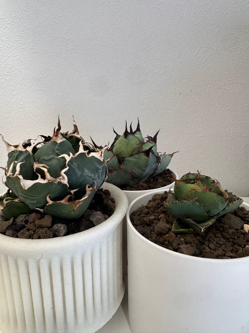 アガベ　チタノタ　セット販売