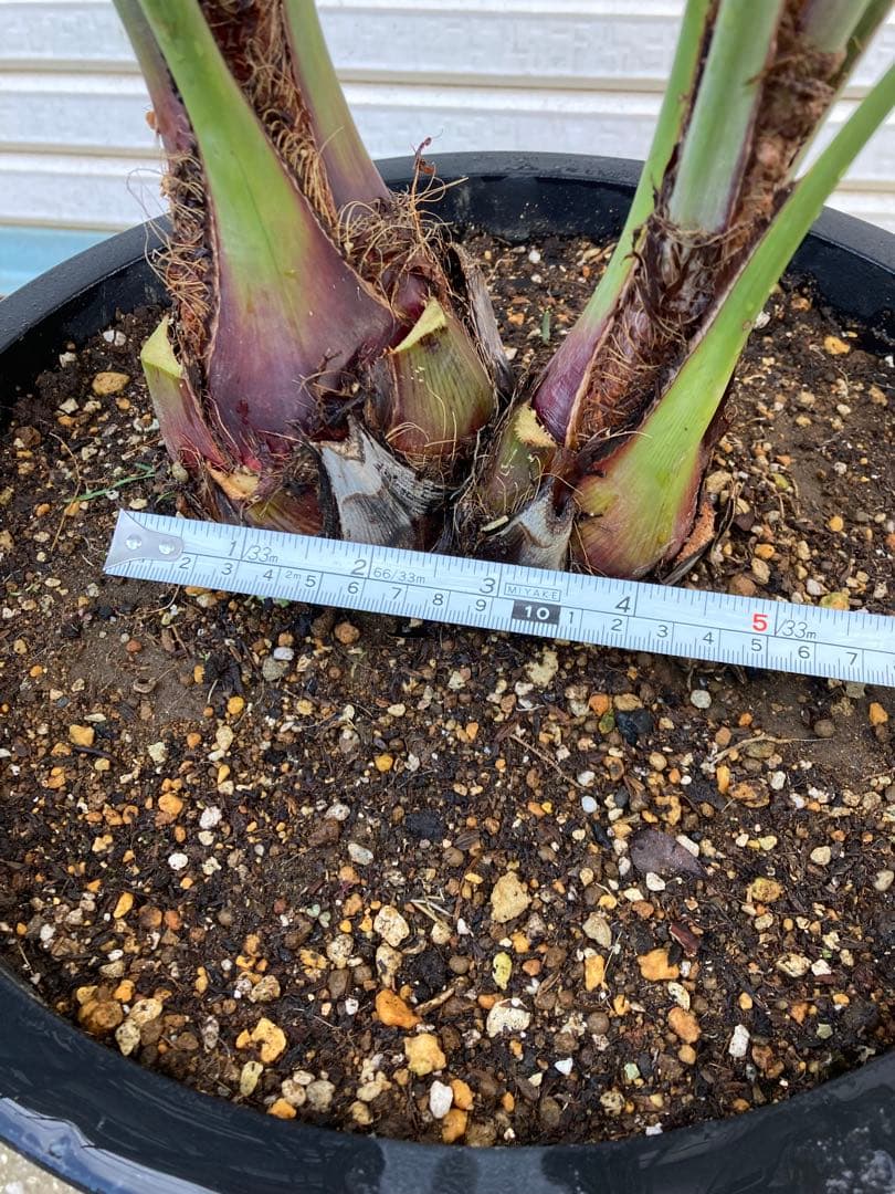 【直接手渡し茨城県】ココスヤシ（２本立）