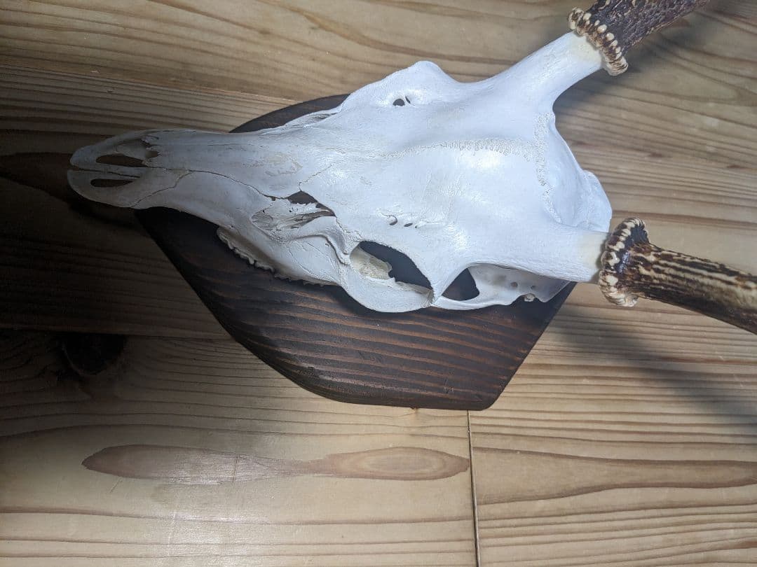 鹿角　壁掛け　ハンティングトロフィー　名勝耶馬渓産　鹿の角　有害鳥獣