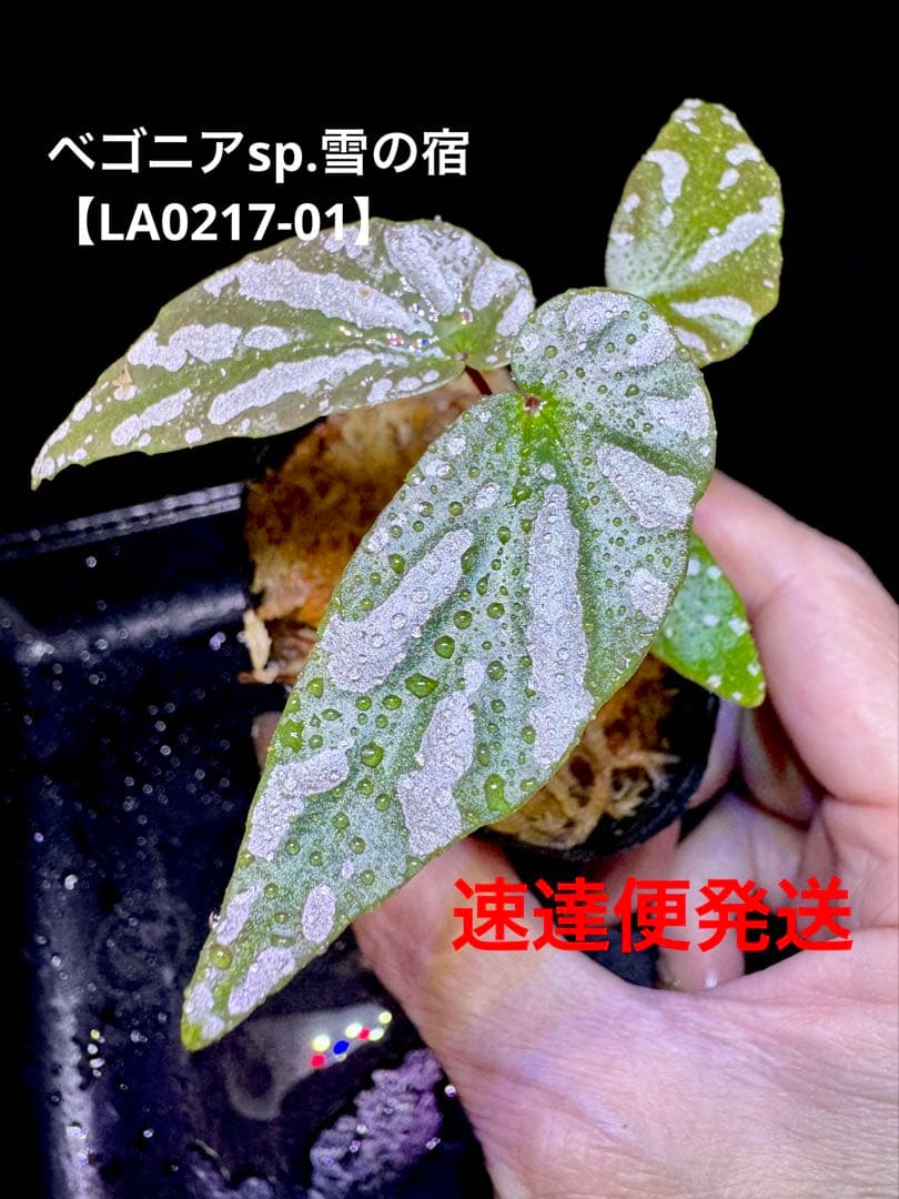 Sugi様 リクエスト 4点 まとめ商品