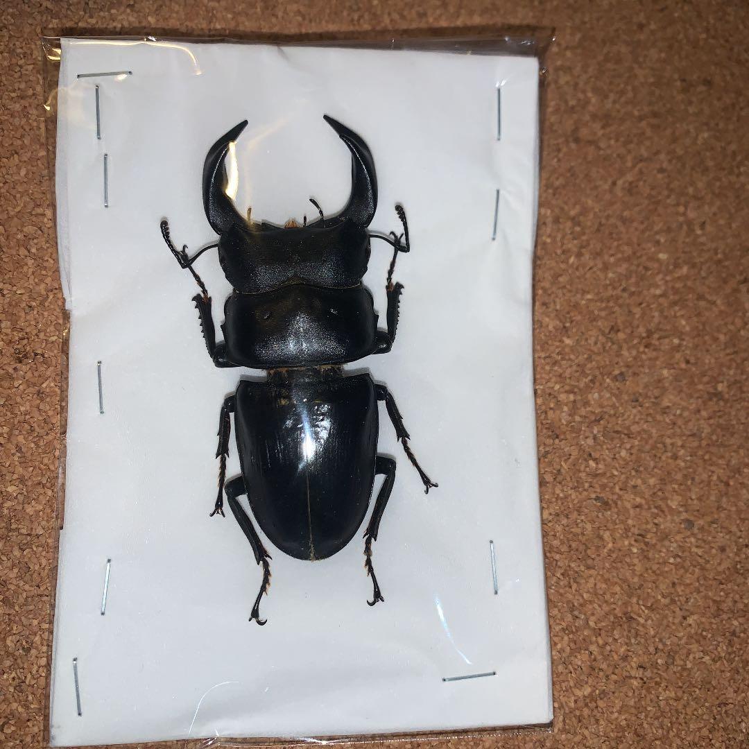 平成8年型　ホペイオオクワガタ飼育品78㍉