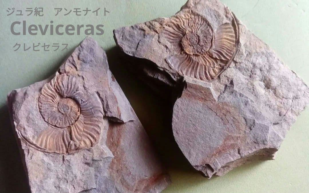山口県産　アンモナイト　美麗標本　クレビセラス　極希少