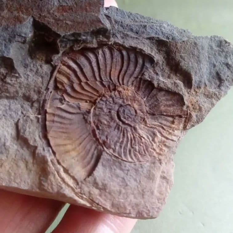 山口県産　アンモナイト　美麗標本　クレビセラス　極希少