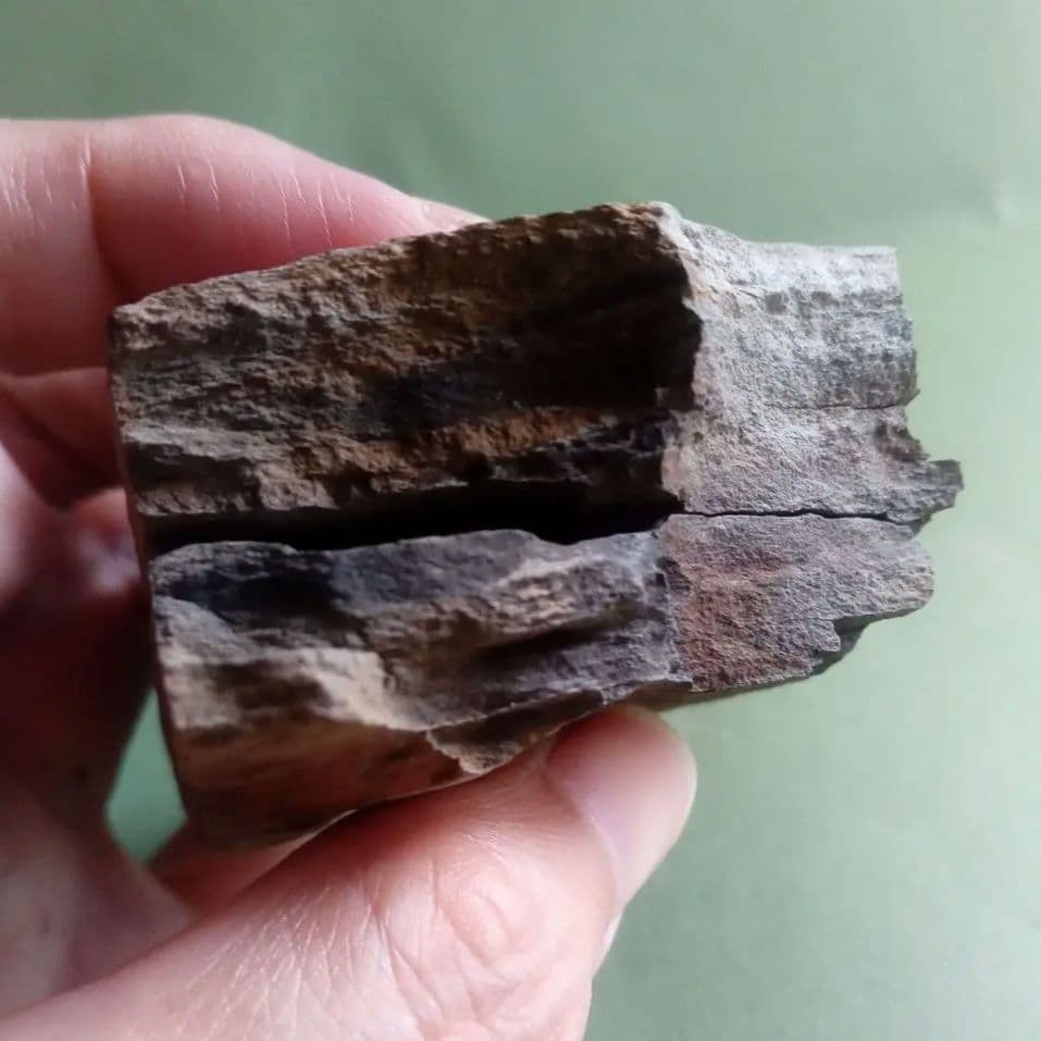 山口県産　アンモナイト　美麗標本　クレビセラス　極希少