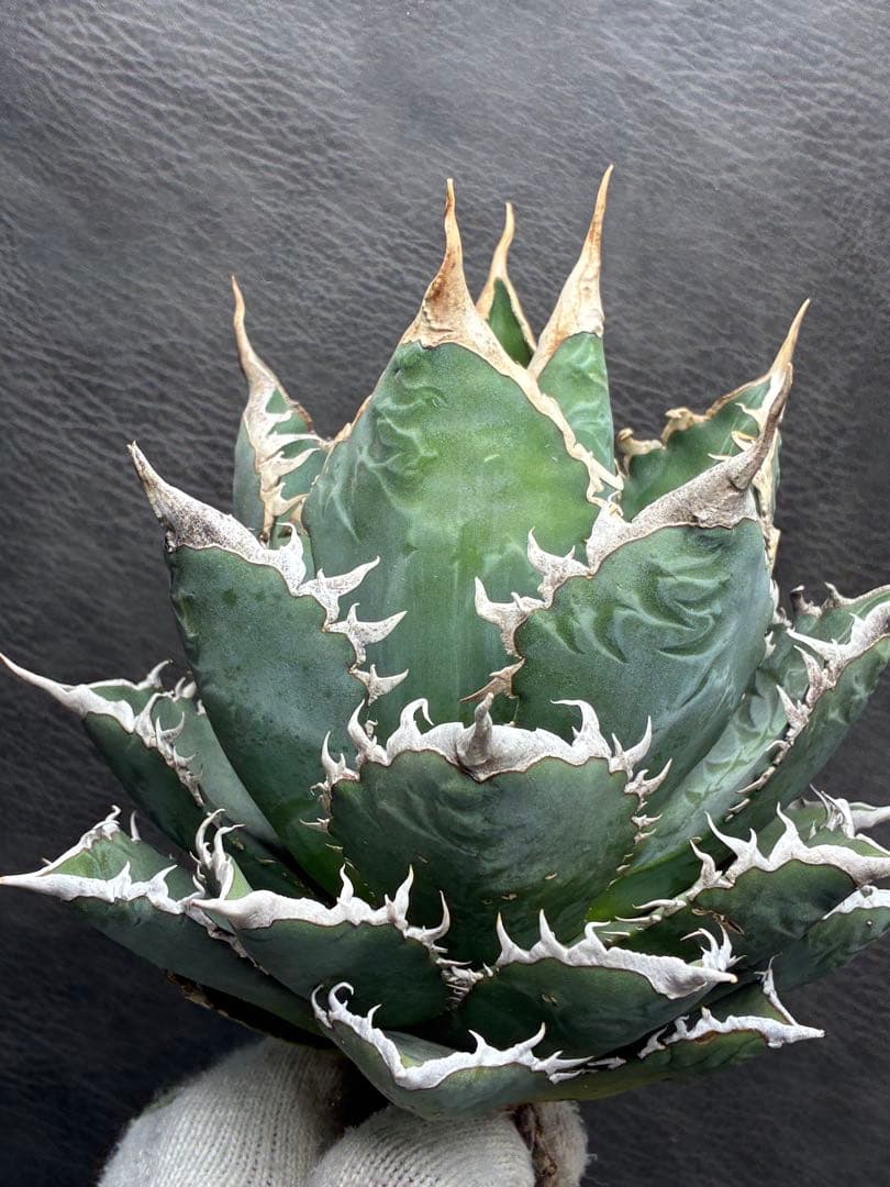 H*o様 アガベ チタノタ 「海王」ミイラ 極上絶狂棘 濃い緑肌 密棘 優良血統