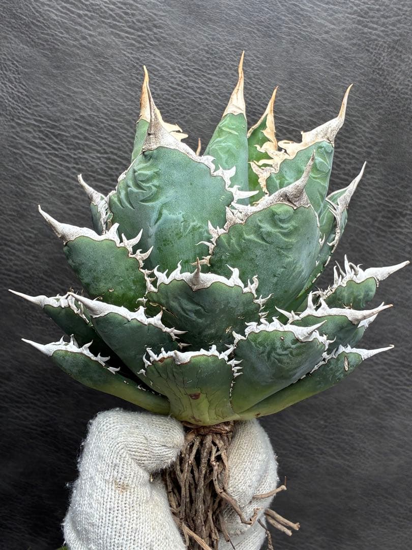 H*o様 アガベ チタノタ 「海王」ミイラ 極上絶狂棘 濃い緑肌 密棘 優良血統