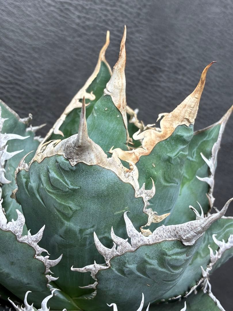 H*o様 アガベ チタノタ 「海王」ミイラ 極上絶狂棘 濃い緑肌 密棘 優良血統