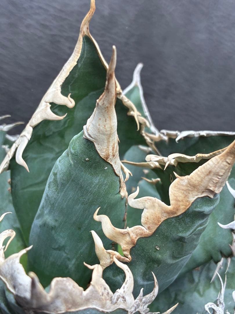 H*o様 アガベ チタノタ 「海王」ミイラ 極上絶狂棘 濃い緑肌 密棘 優良血統