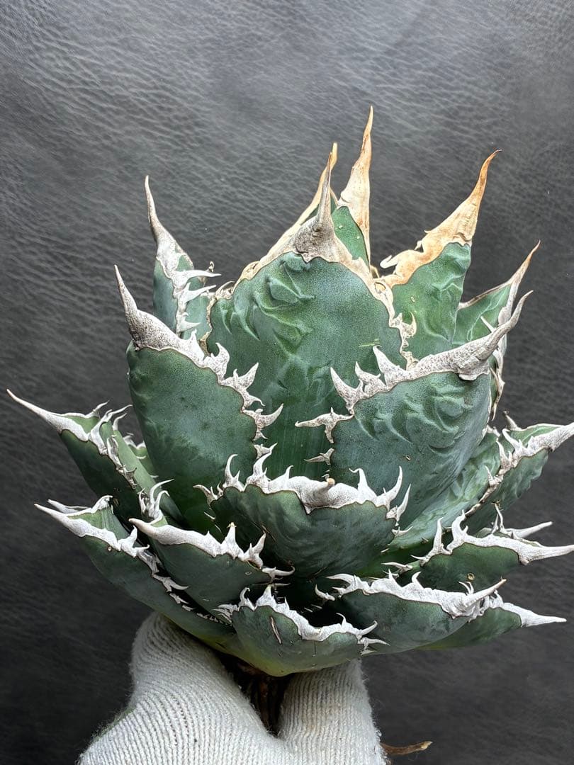 H*o様 アガベ チタノタ 「海王」ミイラ 極上絶狂棘 濃い緑肌 密棘 優良血統