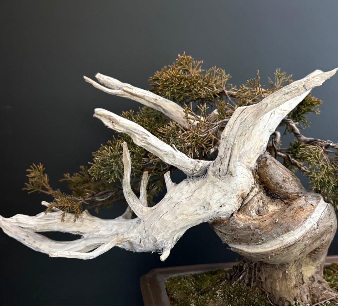 5*2様 [スペシャル❗️サービス❗️オークション盆栽]