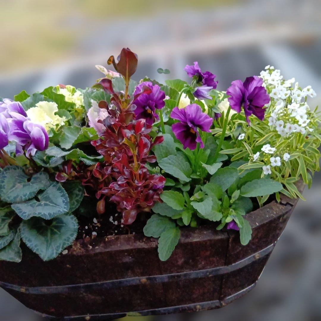 葉牡丹　ビオラ　シクラメン 等　寄せ植え 直径約38cm楕円形ウッドプランター