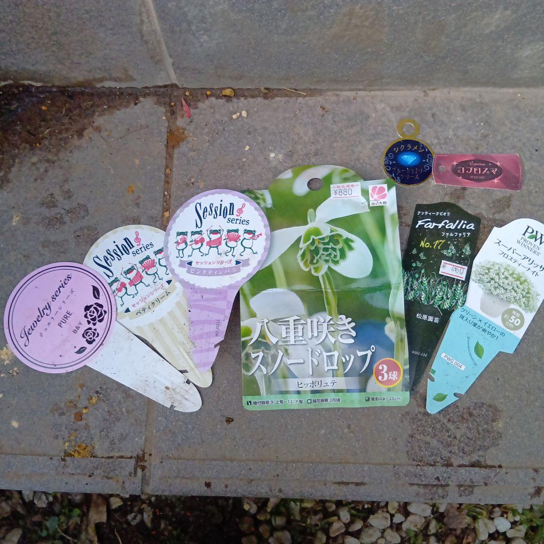 葉牡丹　ビオラ　シクラメン 等　寄せ植え 直径約38cm楕円形ウッドプランター