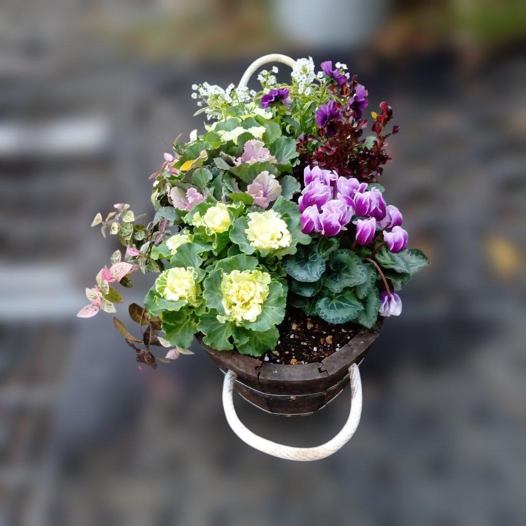 葉牡丹　ビオラ　シクラメン 等　寄せ植え 直径約38cm楕円形ウッドプランター