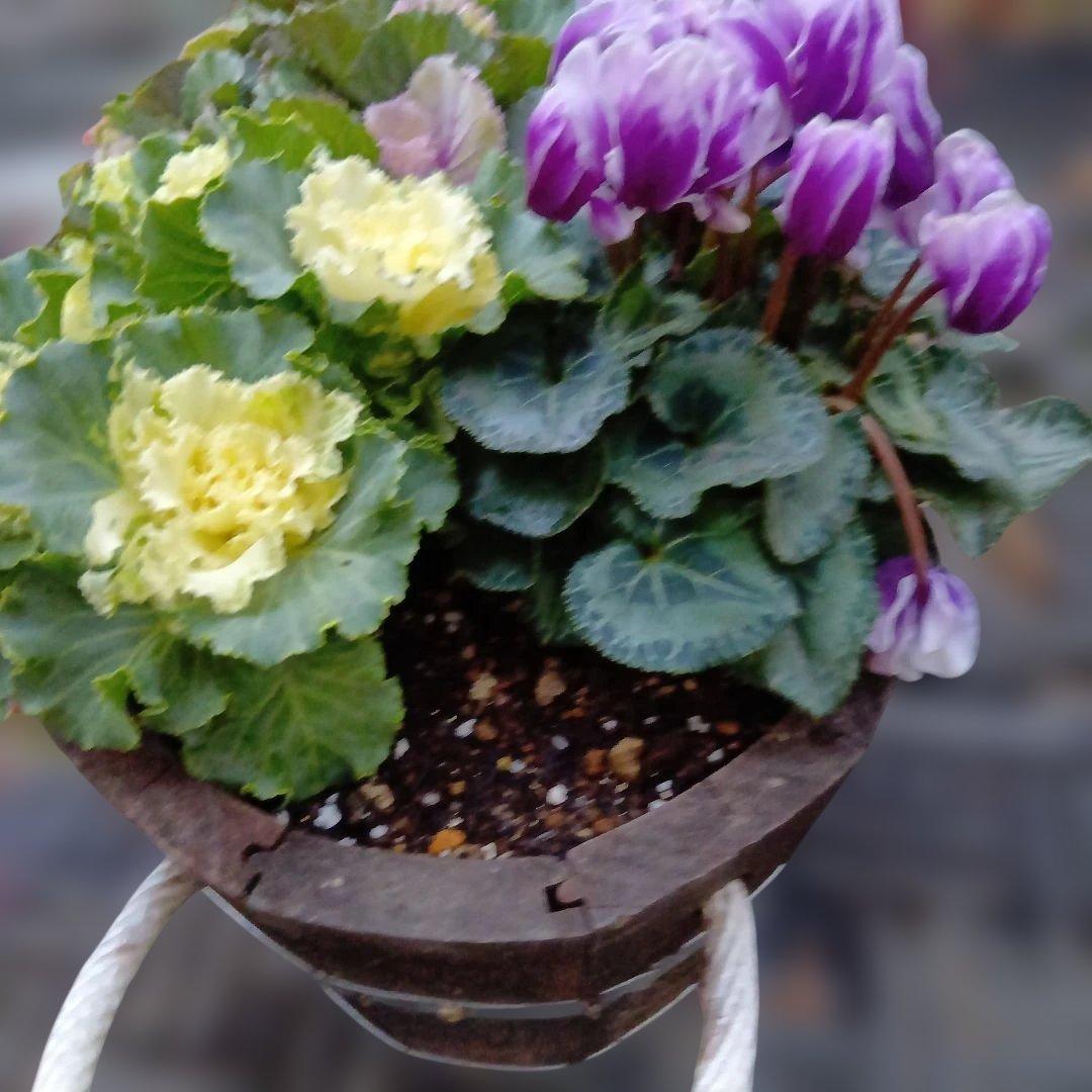 葉牡丹　ビオラ　シクラメン 等　寄せ植え 直径約38cm楕円形ウッドプランター