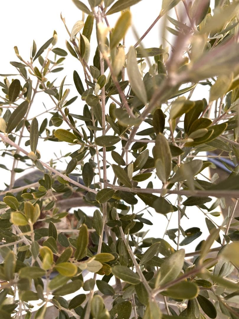オリーブの木　アレクーゾ　8号　約110cm　K-319　現品掲載