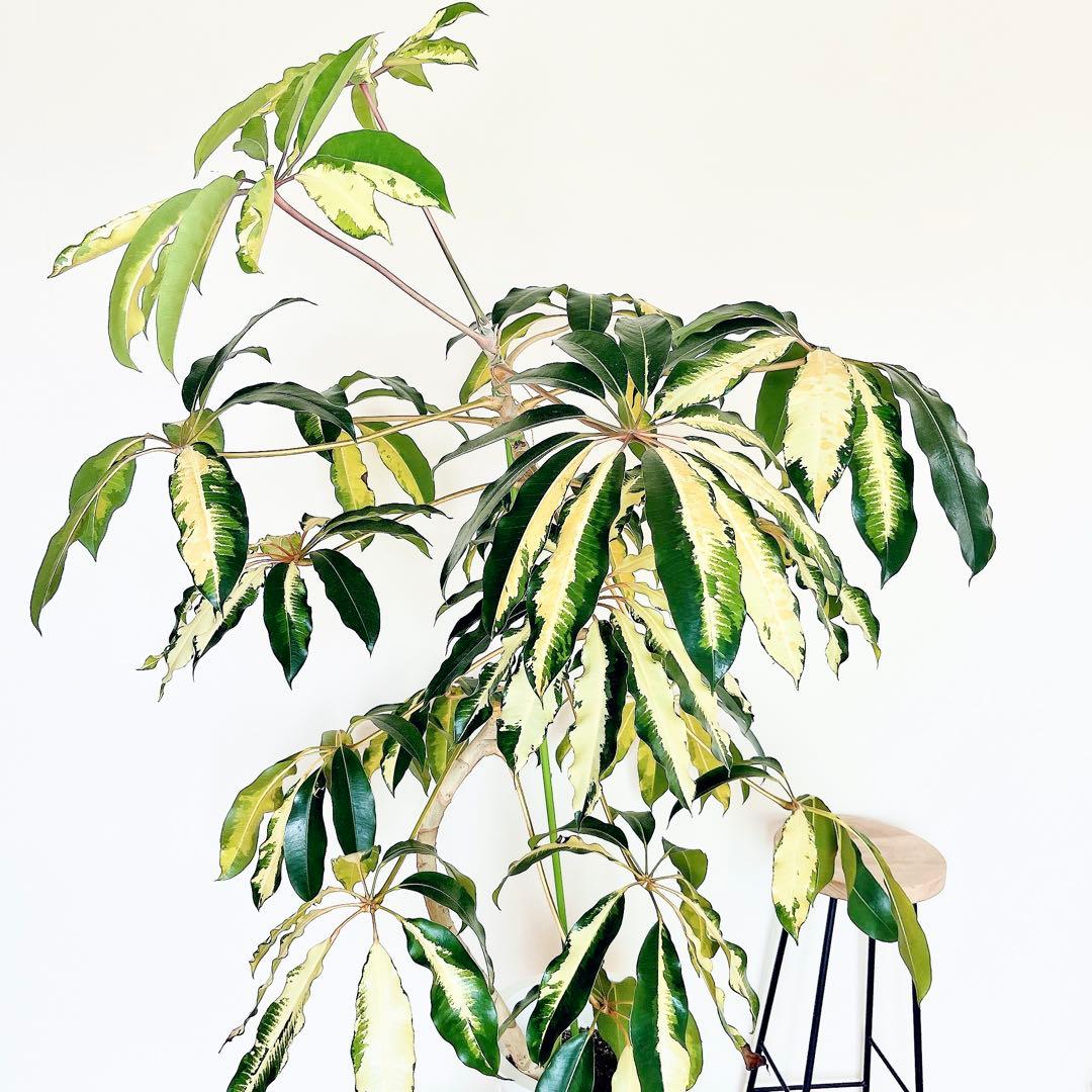 希少・斑入り｜ツピタンサス ゴールデンキング 10号 曲線美【立派な特大株】