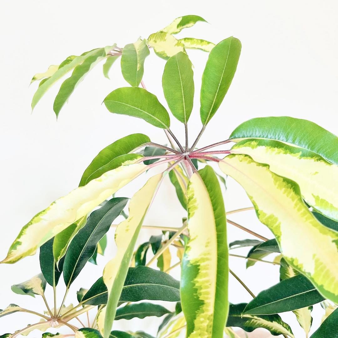 希少・斑入り｜ツピタンサス ゴールデンキング 10号 曲線美【立派な特大株】