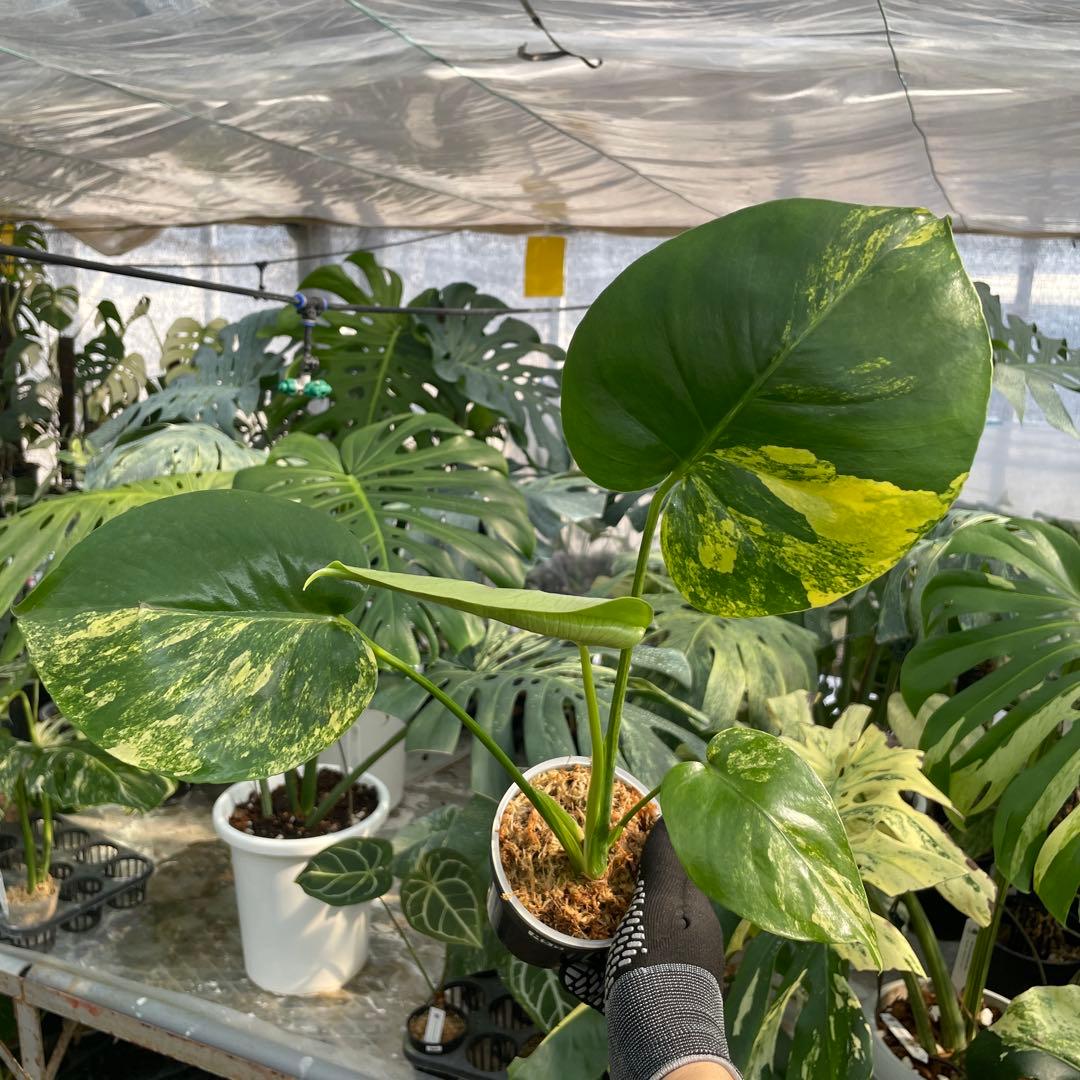 MS15 モンステラ　イエローマリリン　黄斑入り