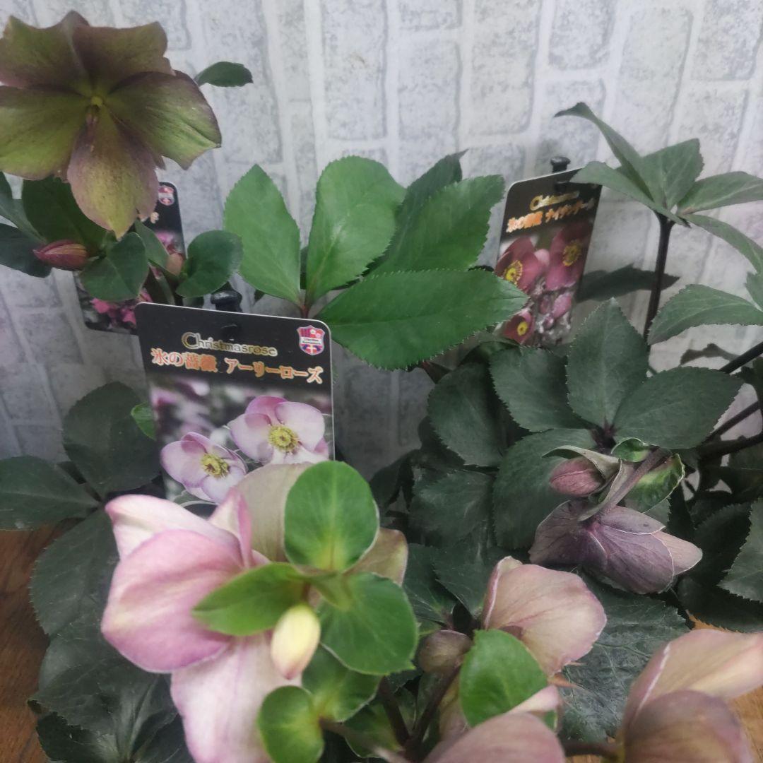 お買い得⭐️１３日入荷分⭐️クリスマスローズ⭐️氷の薔薇5号鉢⭐️5品種セット