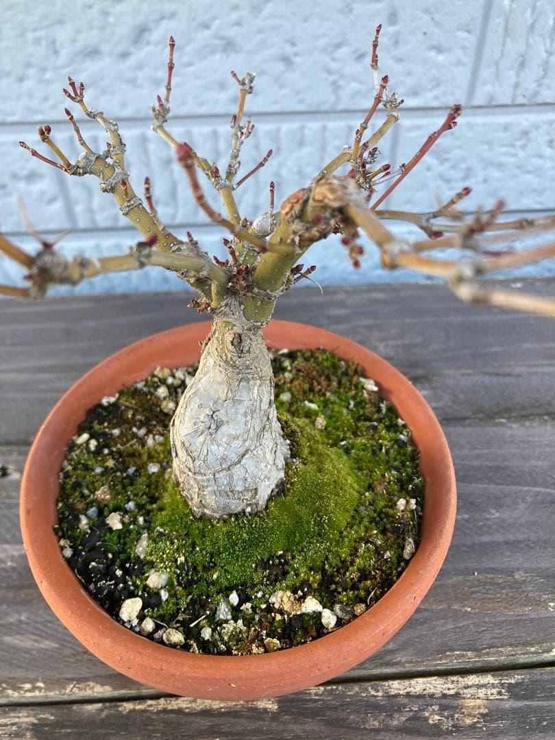 イロハモミジの盆栽