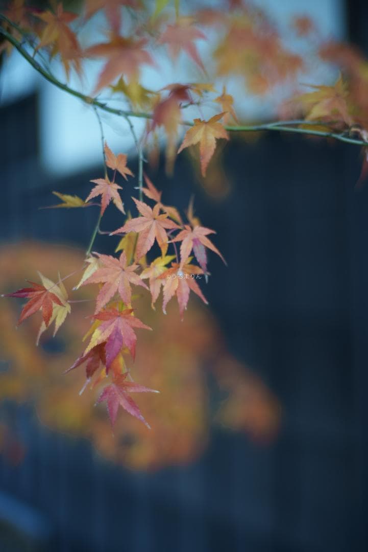 新品同様！Zeiss C Sonnar 50mm F1.5 ZM ライカM