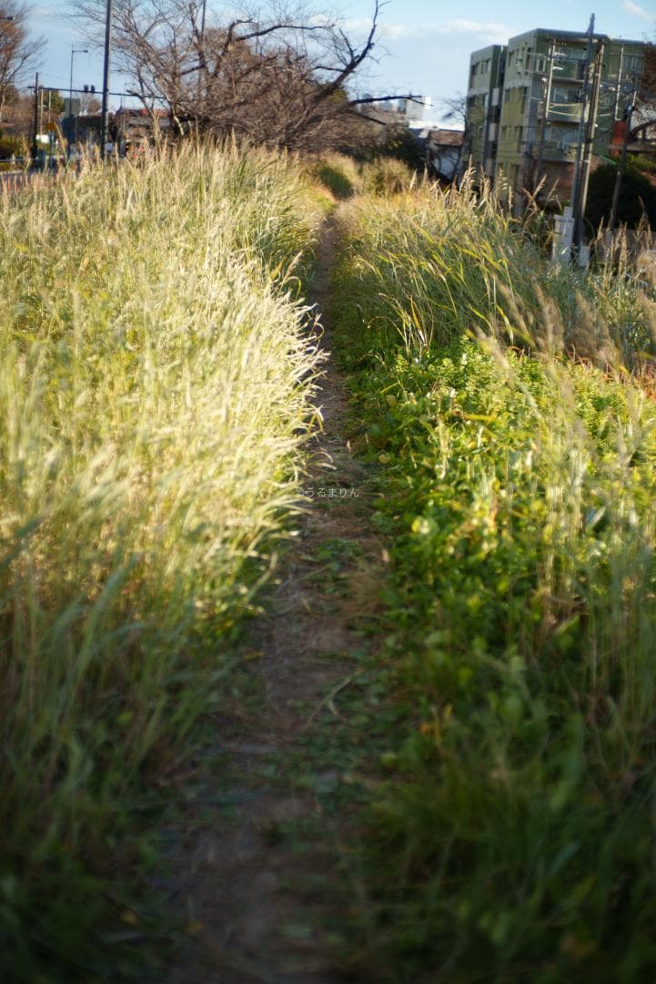 新品同様！Zeiss C Sonnar 50mm F1.5 ZM ライカM