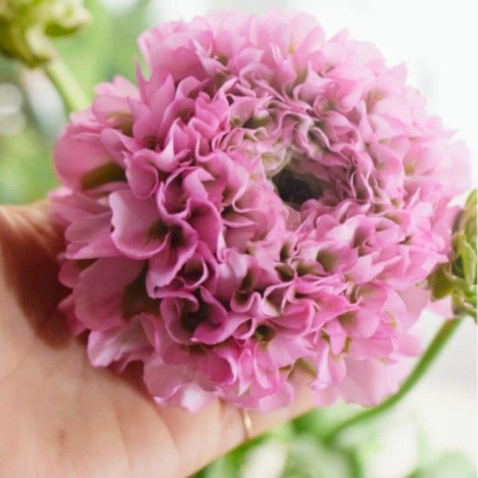 宿根草【廃盤決定】ラナンキュラス　ポンポン『ハーマイオニー』５号【大苗】♪