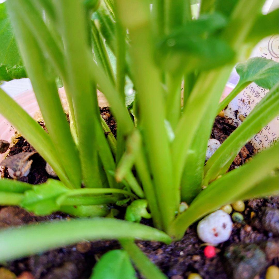 宿根草【廃盤決定】ラナンキュラス　ポンポン『ハーマイオニー』５号【大苗】♪