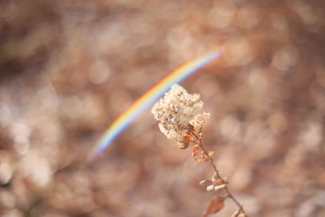 Super-Takumar 55mm F1.8 前期型 S/N：1053586