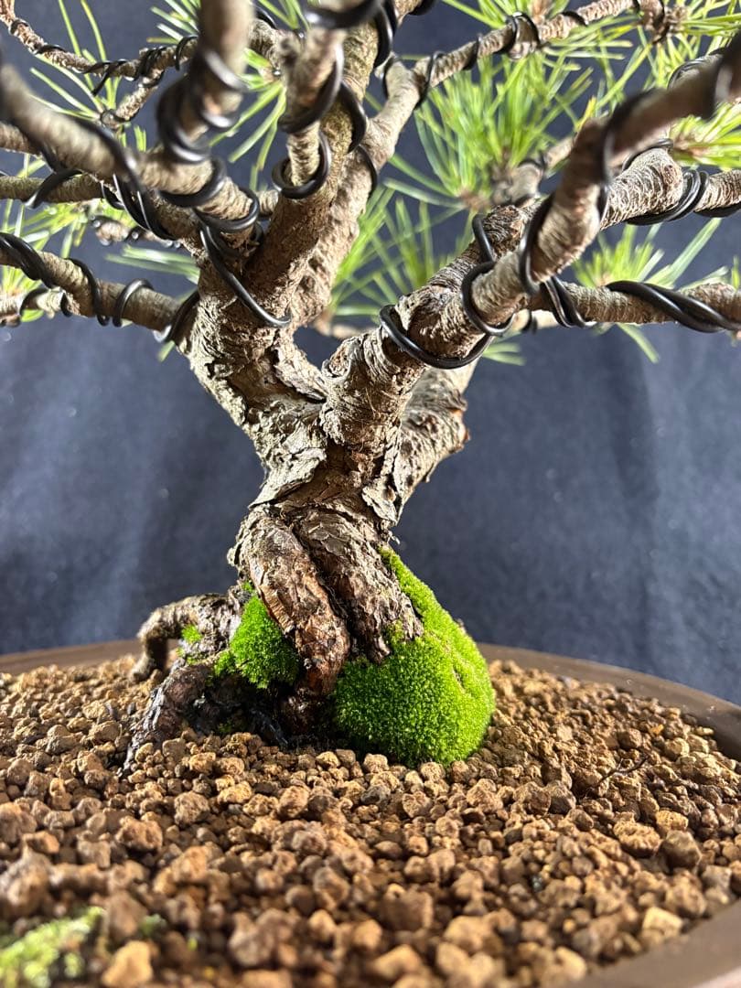 貴風盆栽、黒松、模様木(幹太) やや傷や汚れあり