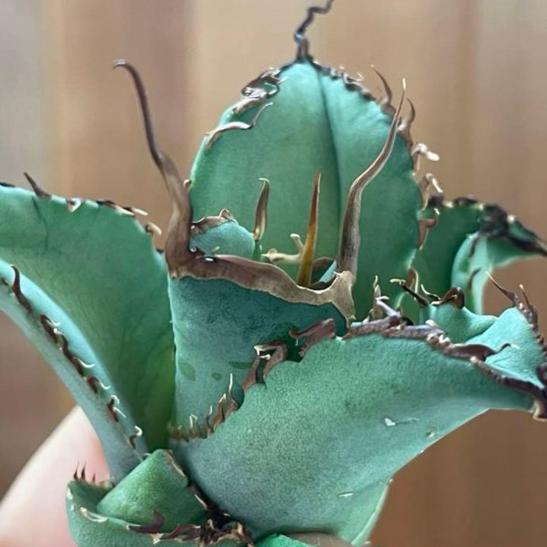 【REZA産】イラン株　選抜　アガベ　TARANTULA 特大