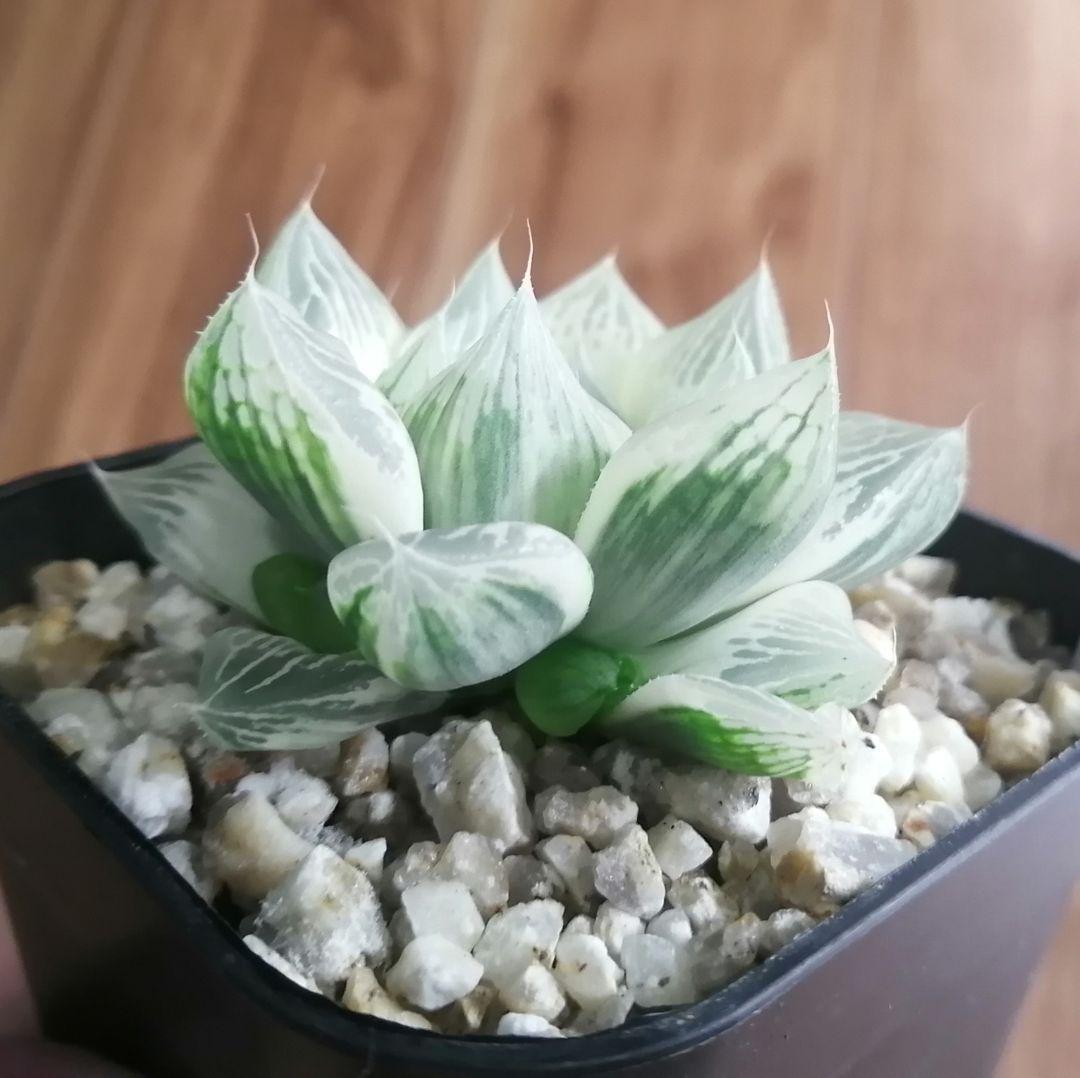 ハオルチア 白蛇伝（中苗　極上斑　小株２つ付き）