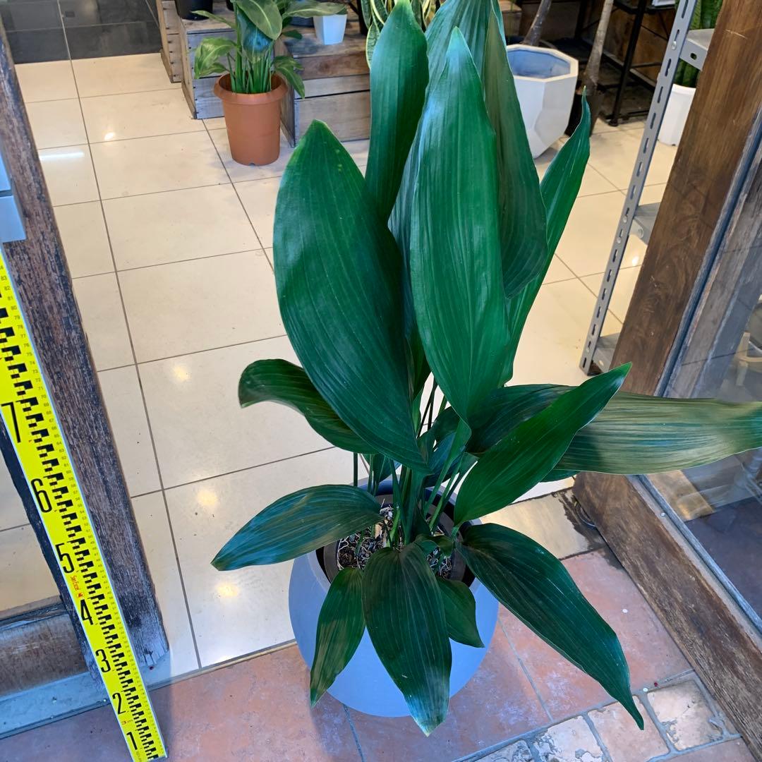 ハラン ファイバー鉢 お皿付き