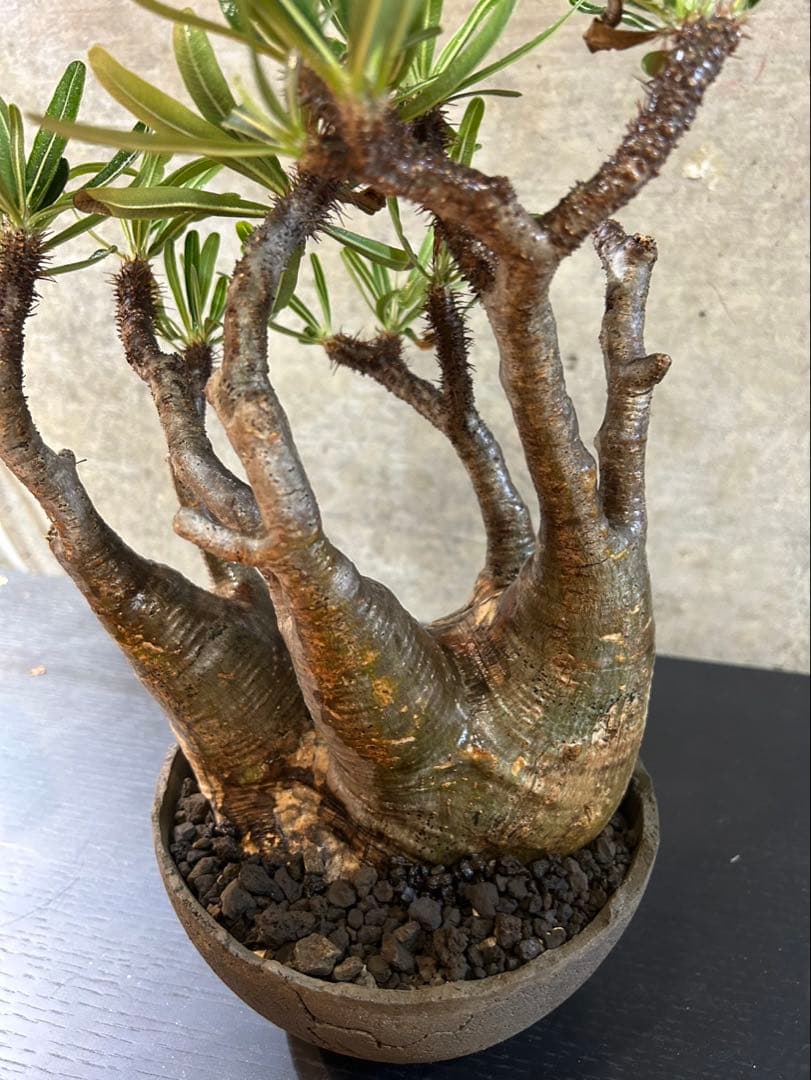 パキポディウムグラキリス　現地球　発根済　グラキリス