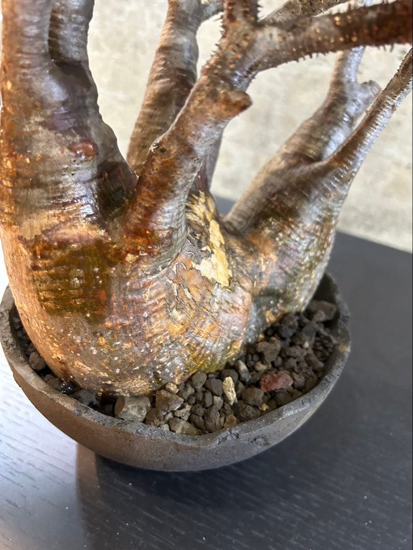 パキポディウムグラキリス　現地球　発根済　グラキリス