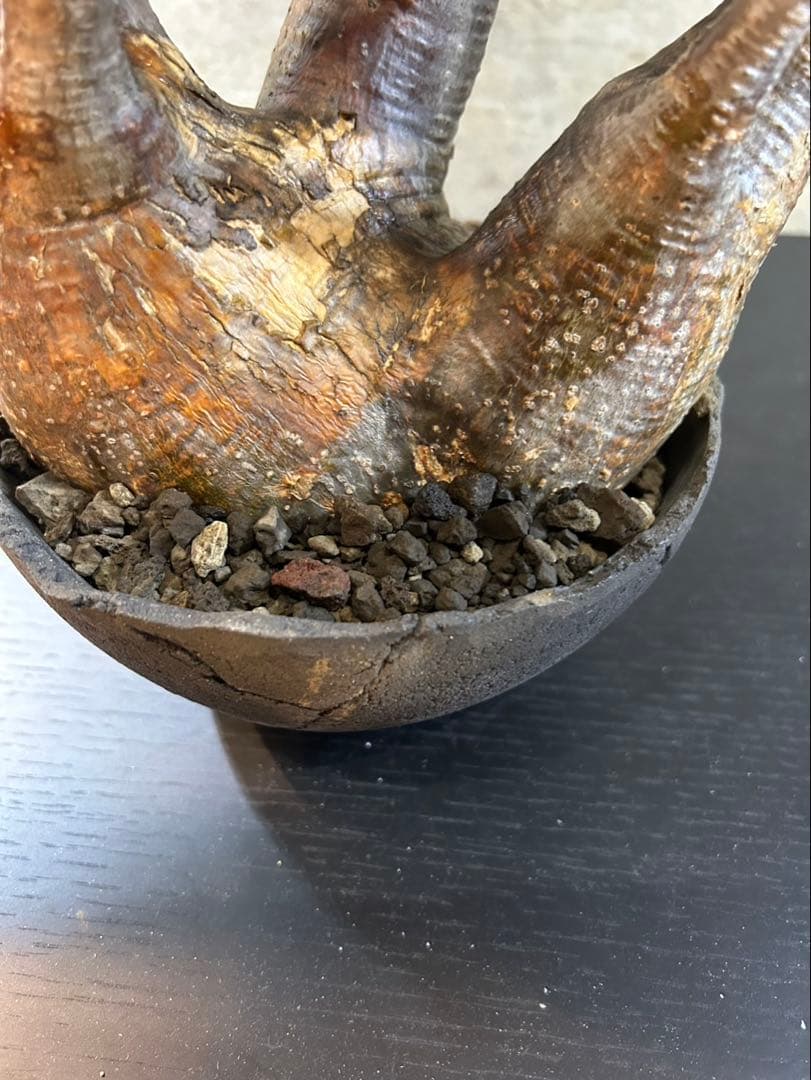 パキポディウムグラキリス　現地球　発根済　グラキリス