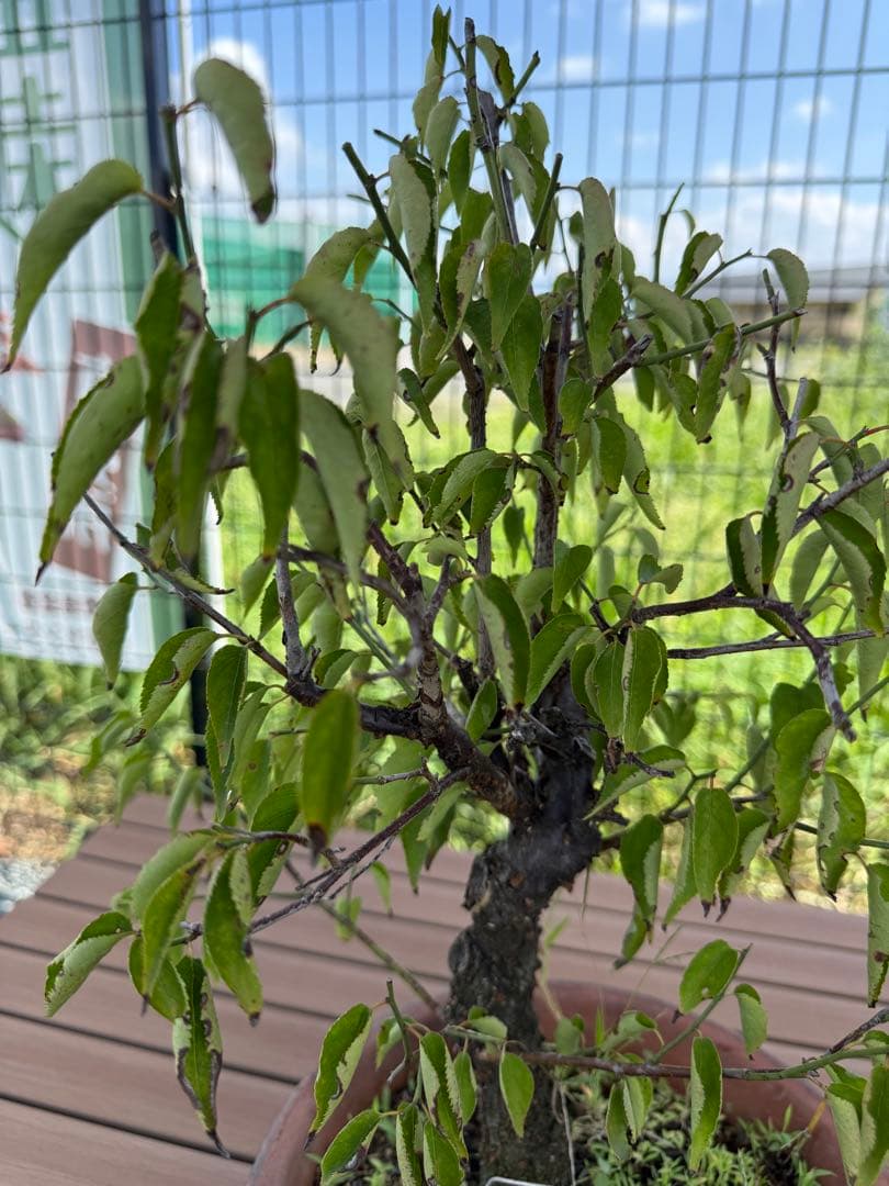 甲州野梅　白一重　鉢培養