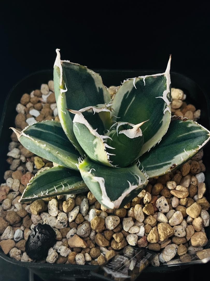 【極上美斑】匿名配送 アガベ SAD 斑入り 120 鉢ごと