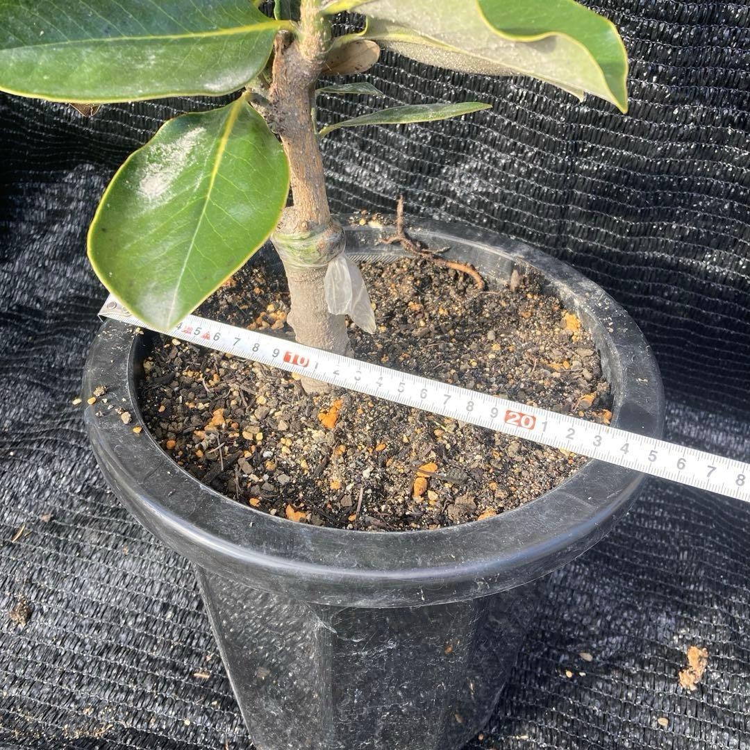 ①*:ஐ四季咲き・矮性！*:ஐ丈夫な接木・タイサンボク・苗木【リトルジェム】8号