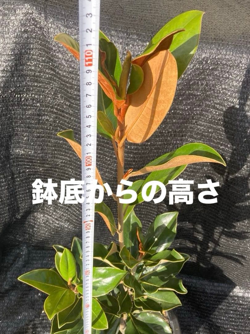 ①*:ஐ四季咲き・矮性！*:ஐ丈夫な接木・タイサンボク・苗木【リトルジェム】8号