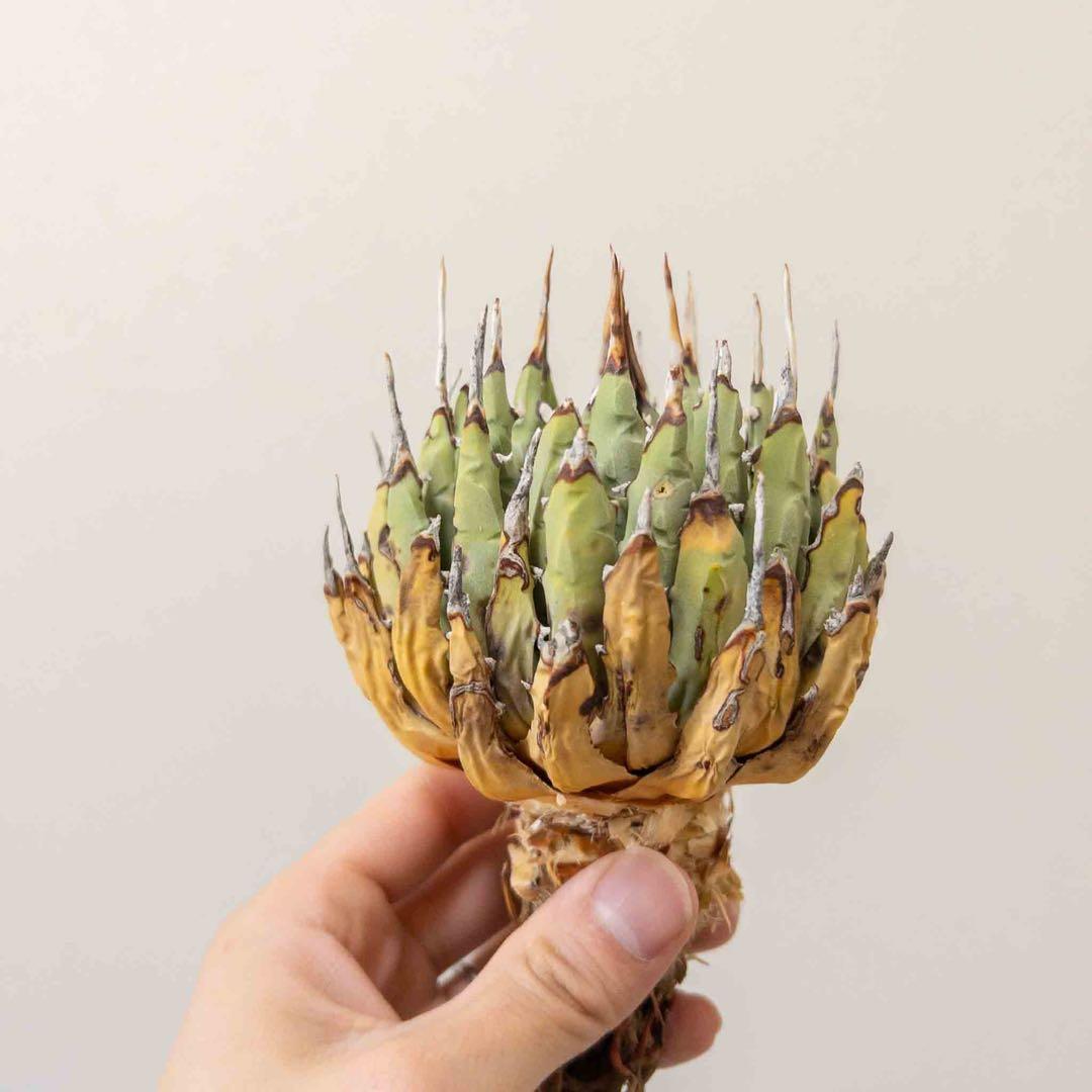 69 ユタエンシス エボリスピナ 現地株 ベアルート 陽炎 アガベ