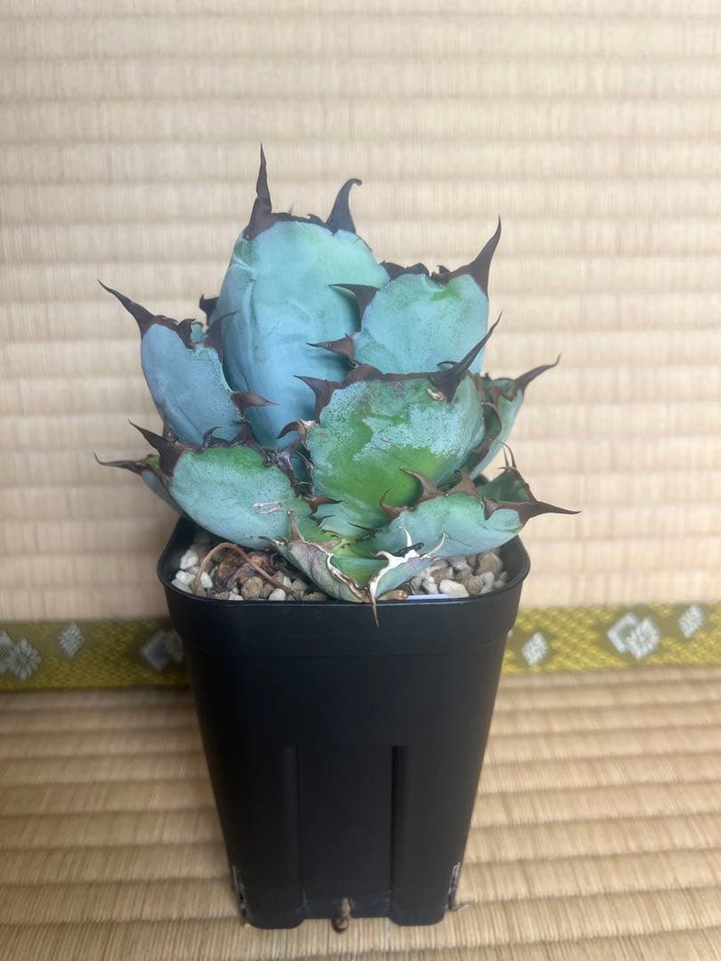 アガベ　チタノタ　ブラックアンドブルー15