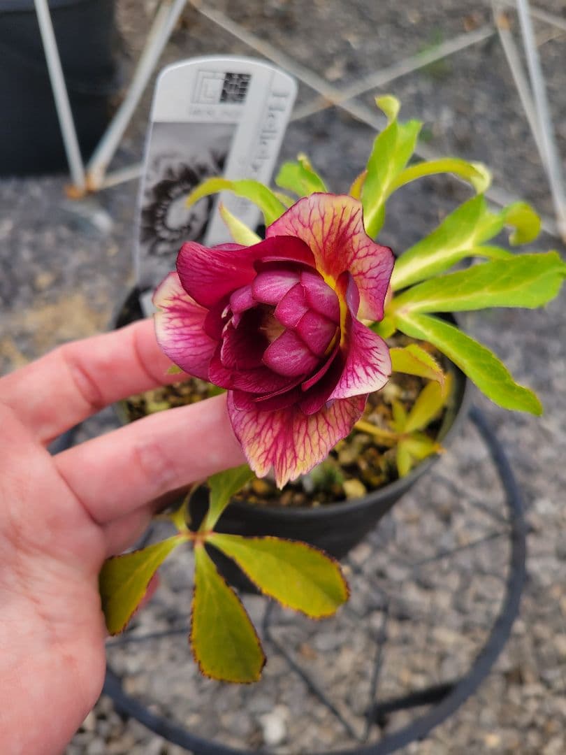 広瀬園芸　クリスマスローズ　レッドベインタブル