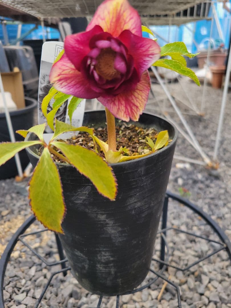 広瀬園芸　クリスマスローズ　レッドベインタブル